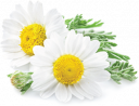 Untitled-7-1-1.png